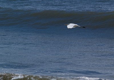 Heron-Surf.jpg