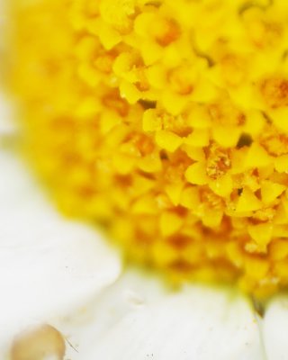 Yellowflower_U_Macro.jpg