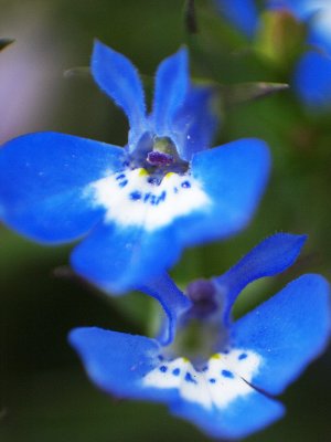 Blueflower_U_Macro.jpg