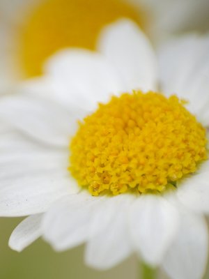 Yellowflower_U_Macro4.jpg