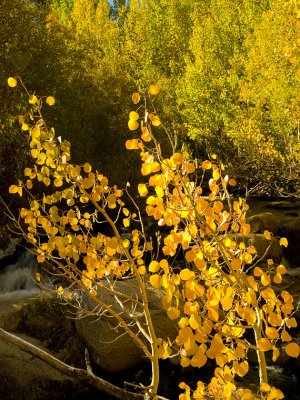 Sierra Fall Color