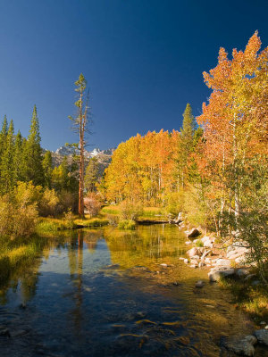 Sierra Fall Color