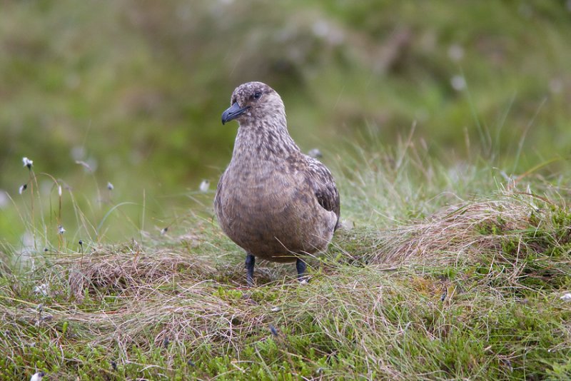 Storlabb (Stercorarius skua) Great Skua