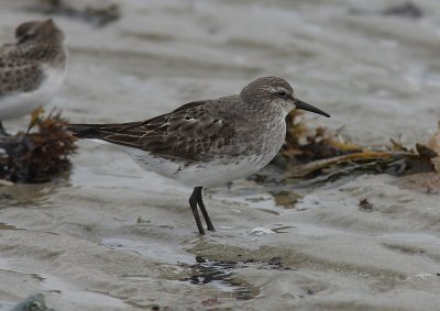 Vitgumpsnppa (Calidris fuscicollis)