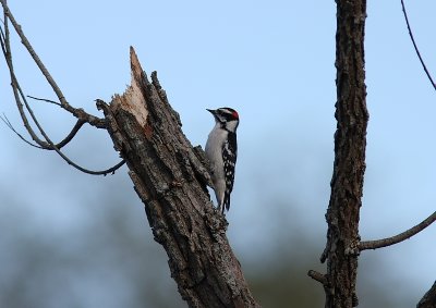 Downy woodpecker (Picoides pubescens)