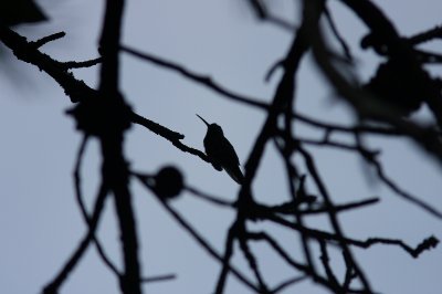 Broad-billed hummingbird (Cynanthus latirostris)