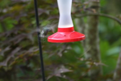 Broad-billed hummingbird (Cynanthus latirostris)