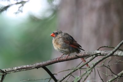 Northern Cardinal (Cardinalis cardinalis)