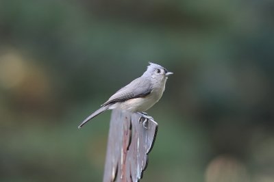 Tufted titmouse (Baeolophus bicolor)