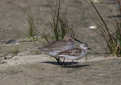 Krr- &  sandsnppa (Calidris alpina & pusilla)