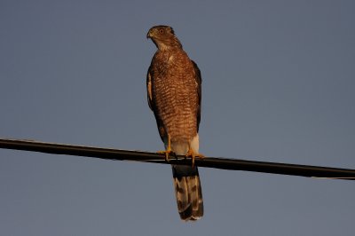 Cooper's Hawk (Accipter cooperii)