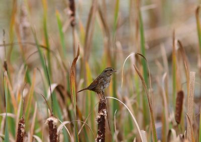 Swamp Sparrow (Melospiza georgiana)