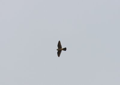 Merlin (Falco columbarius)