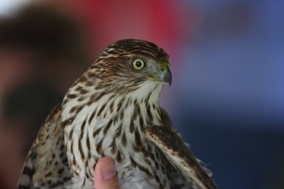 Cooper's hawk (Accipiter cooperii)