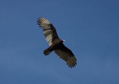 g1/37/866237/3/104648210.4amUVw80.jpg
