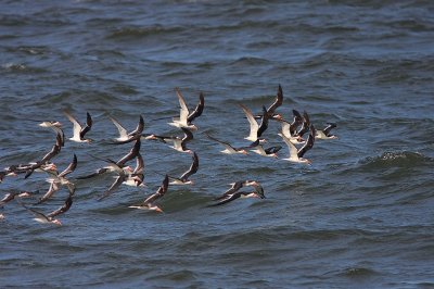 Skimmer (Rhynchops niger)