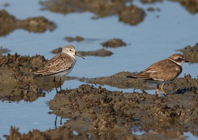 Tundrasnppa (Calidris mauri)