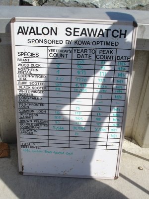 Avalon seawatch, NJ