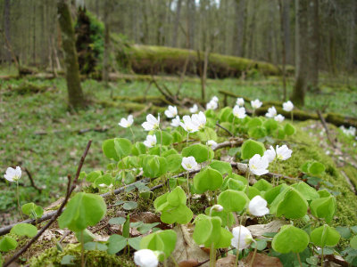 Bialowieza National Park (BNP)