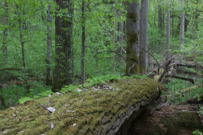 Bialowieza National Park (BNP)