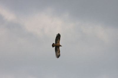 Mindre skrikrn - Aquila pomarina - Lesser spotted eagle