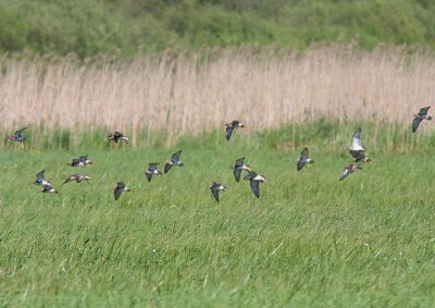 Brushane - Philomachus pugnax - Ruff