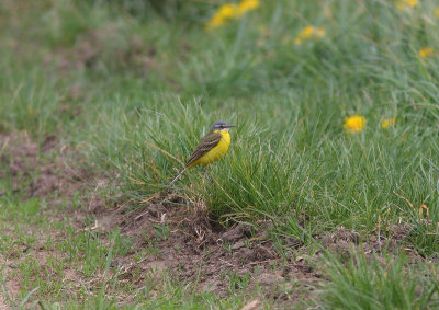 Gulrla - Motacilla flava - Yellow wagtail