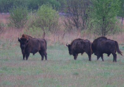 Visent - Bison bonasus - European bison