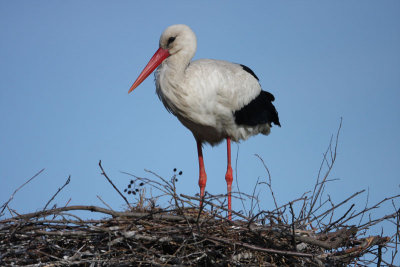 Vit stork - Ciconia ciconia - White stork