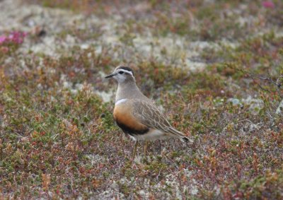 Fjllpipare (Charadrius morinellus) Dotterel