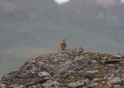 Stenfalk (Falco columbarius) Merlin