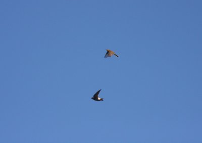 Hussvala (Delichon urbica) House Martin