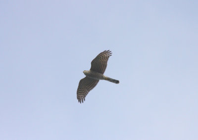 Sparvhök (Accipiter nisus) Sparrowhawk