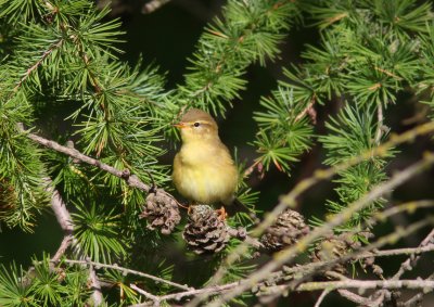 Lövsångare (Phylloscopus trochilus) Willow warbler