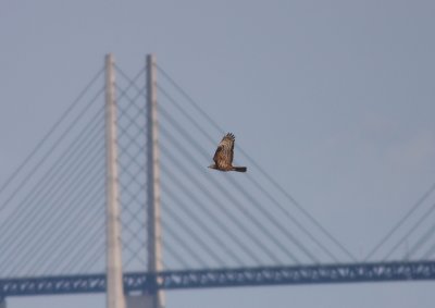 Bivråk (Pernis apivorus) Honey buzzard