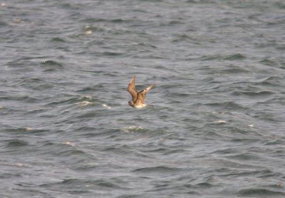 Bredstjärtad labb (Stercorarius pomarinus) Pomarine skua