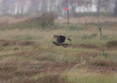 Storlabb (Stercorarius skua) Great Skua