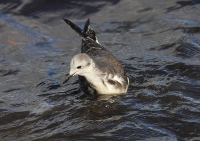 Trnms (Larus sabini) Sabine's Gull