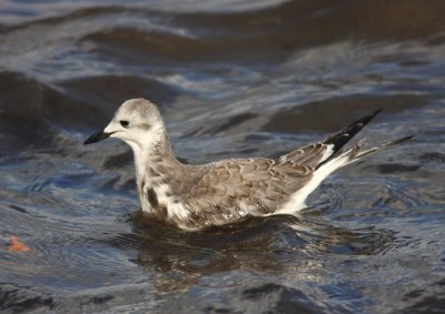 Trnms (Larus sabini) Sabine's Gull