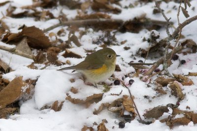 Blstjrt (Tarsiger cyanurus) Red-flanked Bluetail