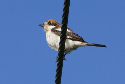 Rdhuvad trnskata (Lanius senator) Woodchat shrike