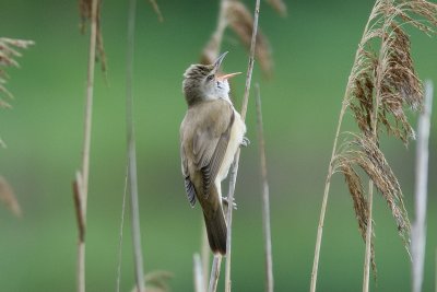 Trastsngare (Acrocephalus arundinaceus) Great reed warbler