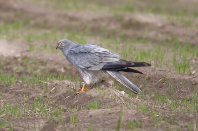 ngshk (Circus pygargus) Montagu's harrier