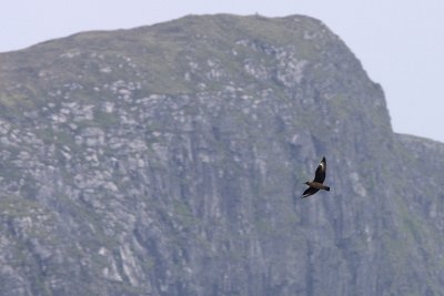Storlabb (Stercorarius skua) Great Skua