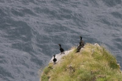 Toppskarv (Phalacrocorax aristotelis) European Shag