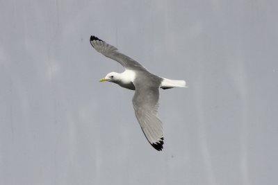 Tretåig mås (Rissa tridactyla) Black-legged Kittiwake