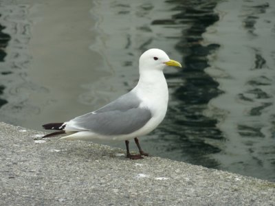 Tretåig mås (Rissa tridactyla) Black-legged Kittiwake