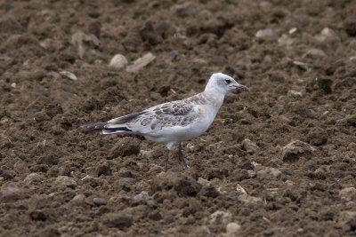 Svarthuvad ms (Larus melanocephalus) Mediterranean gull