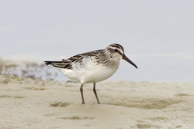 Myrsnppa (Limicola falcinellus) Broad-billed Sandpiper