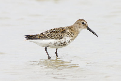 Krrsnppa (Calidris alpina) Dunlin